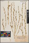 Foto von Salix caspica Pall.